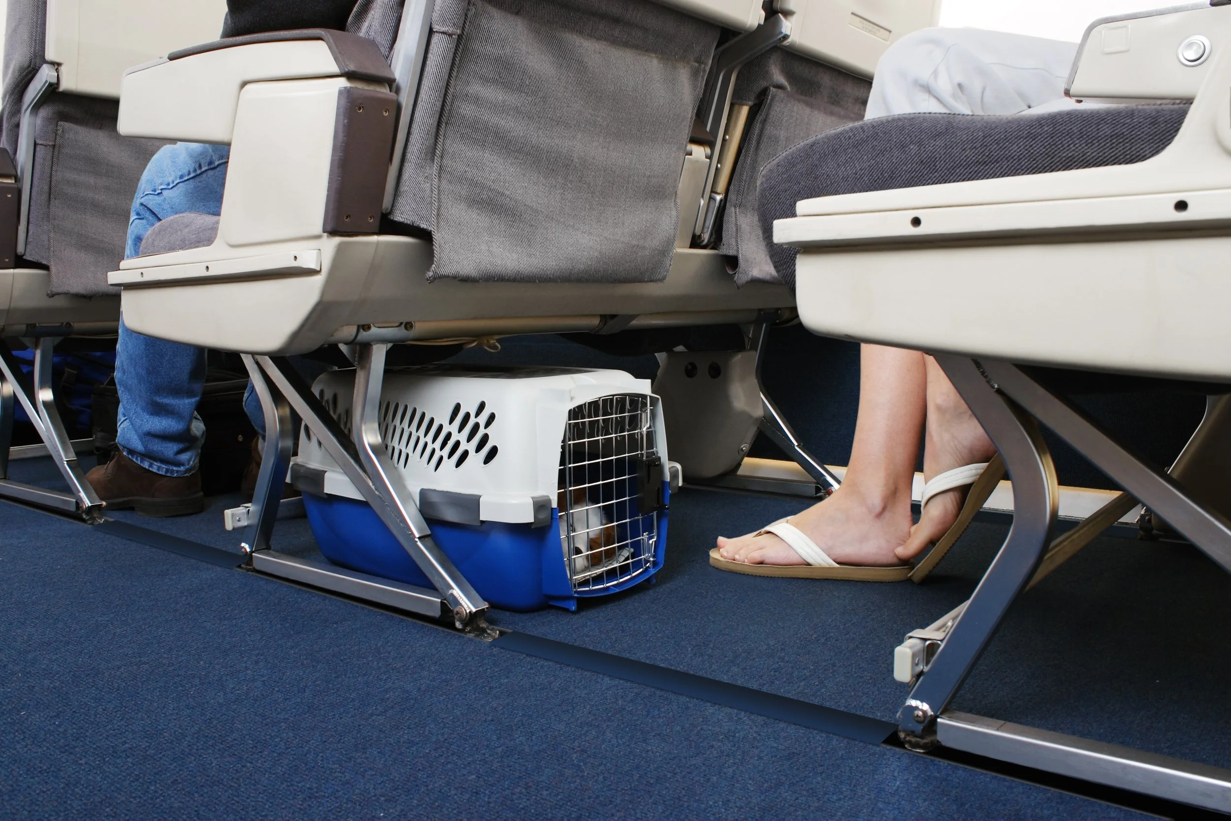 A small dog in a pet carrier under airplane seats, with passengers' feet visible nearby on a blue carpeted airplane cabin floor.