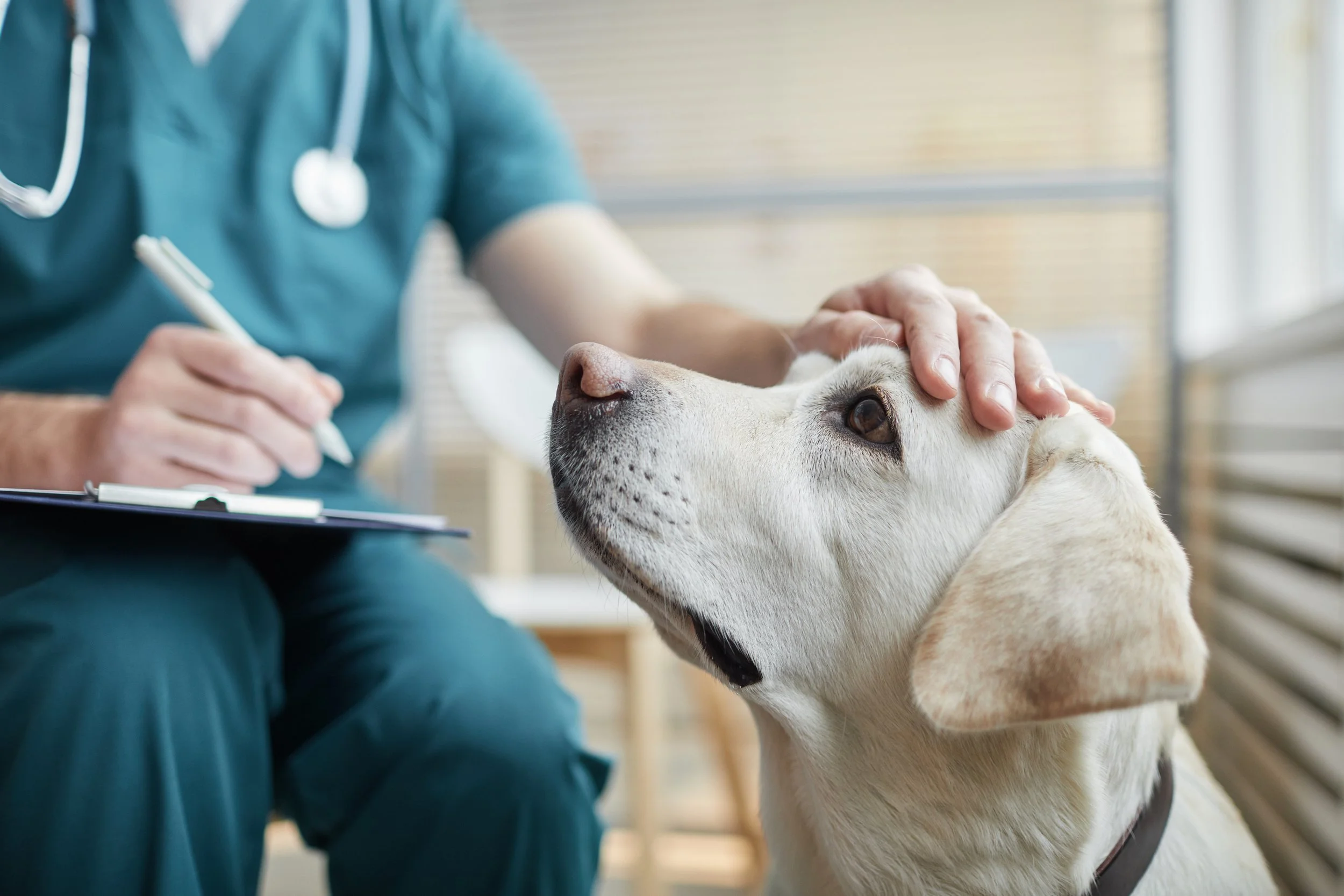Veterinarian with a dog in a veterinary clinic, with the veterinarian gently petting the dog's head.