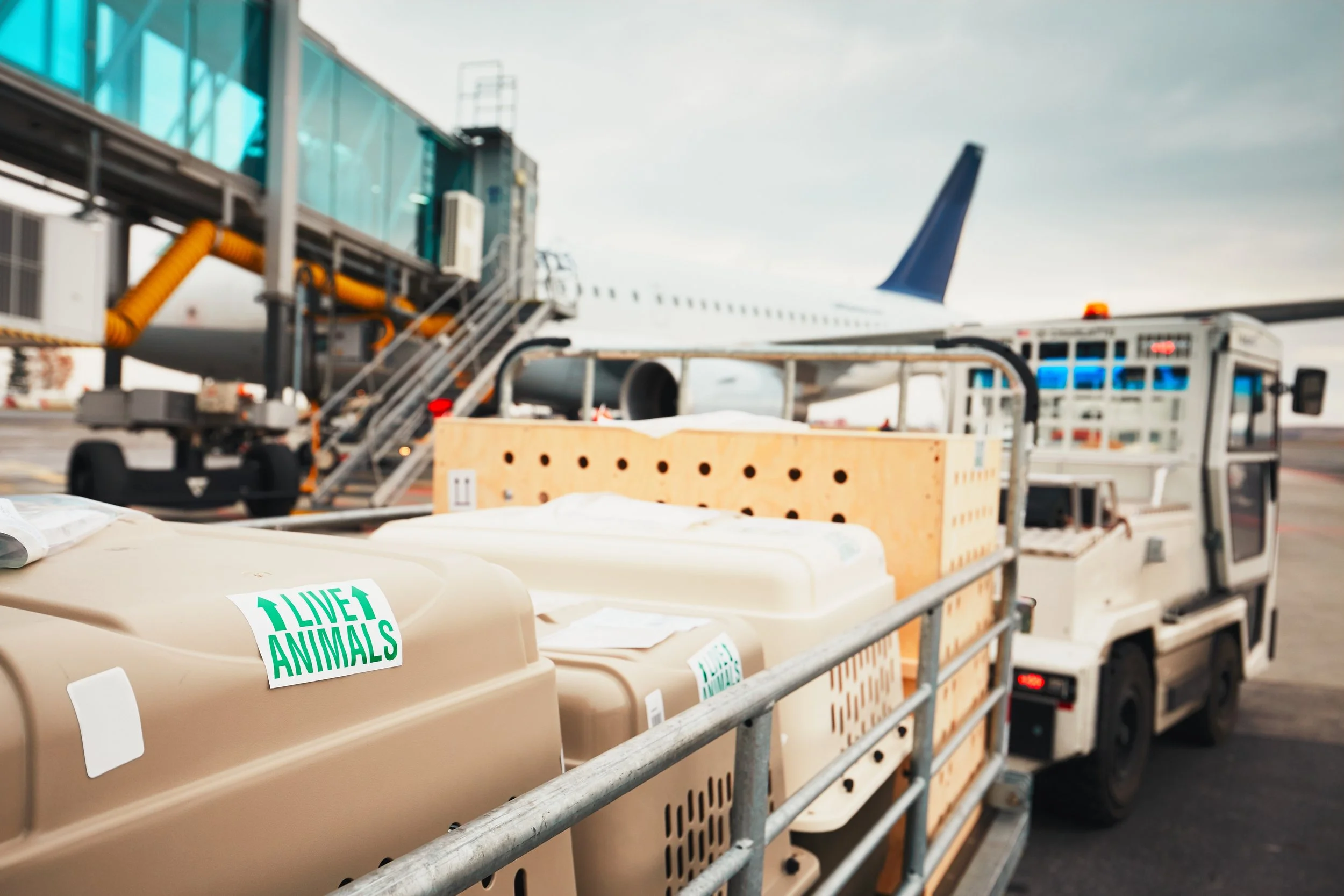 Luggage carts with animal carriers labeled "Live Animals" on an airport tarmac near an airplane.