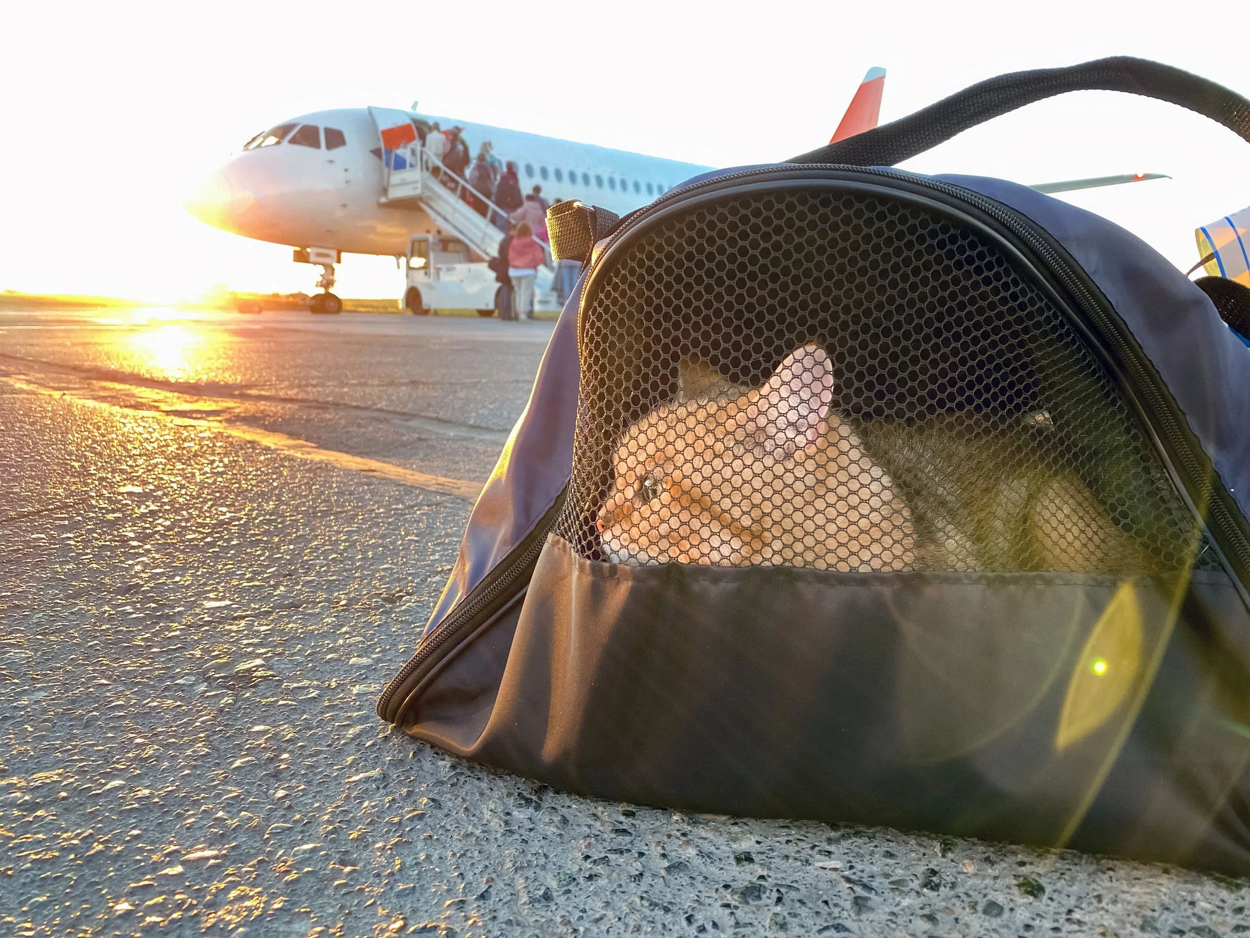 A ginger cat inside a pet carrier on an airport tarmac with an airplane and passengers boarding in the background during sunset.